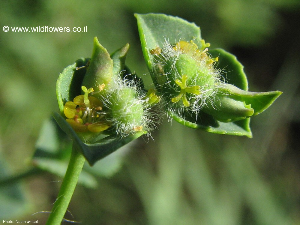 Euphorbia berythea